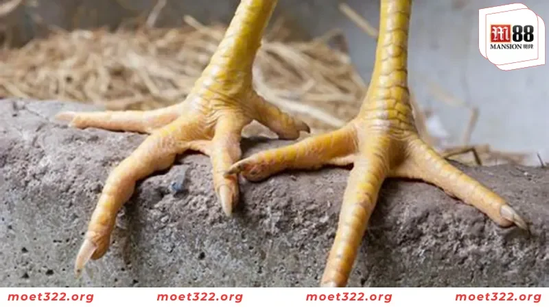 78 Vảy Gà Tốt Nên Chọn - Cách Nhận Biết Chiến Kê Bất Bại 3 Những đặc điểm cơ bản của 78 vảy gà tốt hiện nay