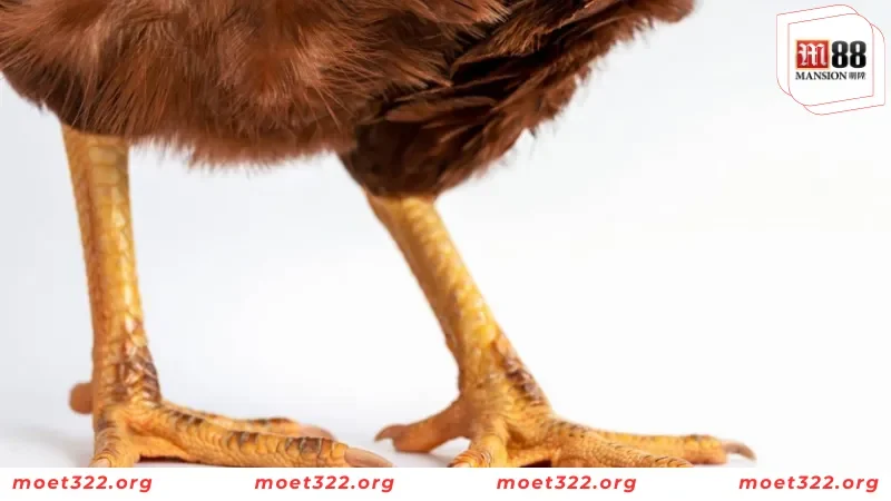 78 Vảy Gà Tốt Nên Chọn - Cách Nhận Biết Chiến Kê Bất Bại 2 Tác động của 78 vảy gà khi lựa chọn chiến kê