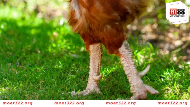 78 Vảy Gà Tốt Nên Chọn - Cách Nhận Biết Chiến Kê Bất Bại 5 Tổng hợp các loại phổ biến trong 78 vảy gà tốt của chiến kê