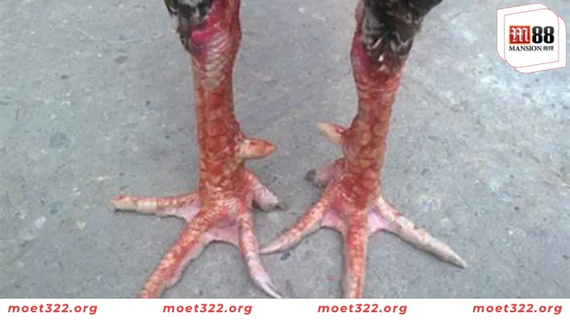 78 Vảy Gà Tốt Nên Chọn - Cách Nhận Biết Chiến Kê Bất Bại 6 Những lưu ý cần nhớ khi chọn chiến kê theo 78 vảy gà